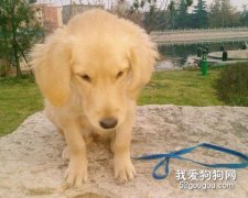 糾正金毛犬撲人的壞習慣