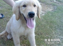 金毛犬眼睛的清潔方法