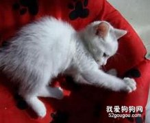 怎樣防止寵物咬抓家具？