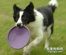 如何訓練狗狗送東西？