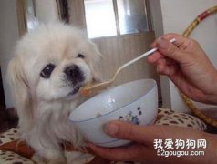 如何讓你的狗狗乖乖的聽你的話？