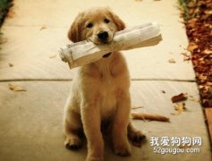 幼犬的快樂訓練