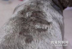 寵物皮膚病診治常識