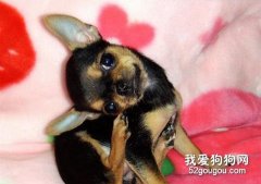 讓狗狗耳朵奇癢無比的罪魁禍首