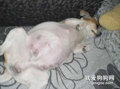 狗懷孕前的最佳營養食譜