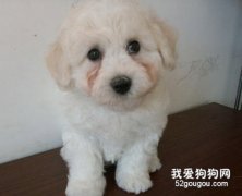 比熊有淚痕怎么辦？