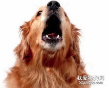 如何讓狗改掉亂叫的習慣？