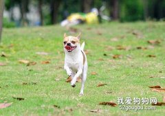 吉娃娃應如何訓練？