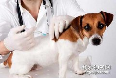 寵物免疫工作