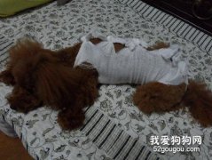 寵物絕育手術注意事項
