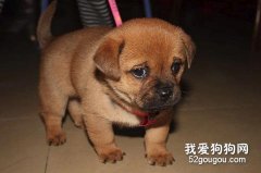 把狗寶寶接回家的第一天