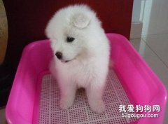 室內如廁訓練的方法