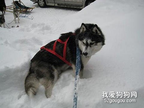 训练雪橇犬