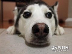 狗鼻子能分辨多少種氣味？