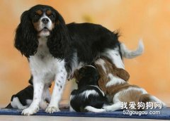 斷奶前狗寶寶飼喂的注意事項
