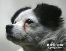 狗狗多淚和紅褐色淚痕形成的原因及處理辦法