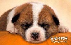 狗狗是怎樣思維的？