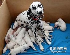 怎樣做好產后母犬的保健工作？