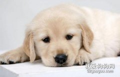 狗狗誤食怎么辦？
