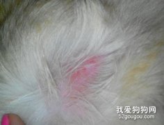 如何預防狗狗皮膚病？