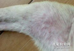 如何防治臘腸狗狗的螨蟲病？