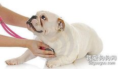 怎樣聽診狗狗？