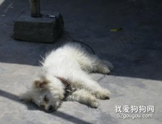 狗狗被電擊了怎么辦？