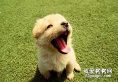 怎樣訓練容易興奮的狗狗？