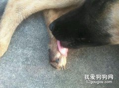 狗狗被夾傷了怎么處理？