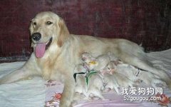怎樣治療狗狗產后低血鈣癥？