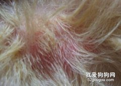 狗狗濕疹什么癥狀？