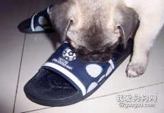 狗狗啃東西怎么辦？