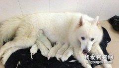 怎樣護理分娩期狗狗？