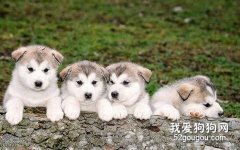 狗狗的性格是怎樣形成的？