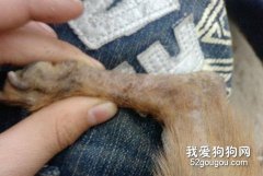 怎樣防治人犬共患皮癬？