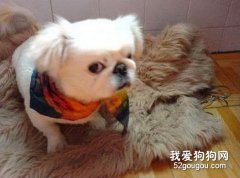 怎樣避免小型犬出現腰椎問題？