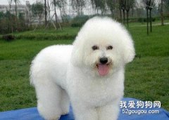 比熊狗狗扮美絕招