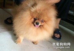 為什么狗狗背部和肩部的毛發會豎起來？