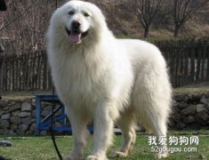 狗狗有哪些性格特質？