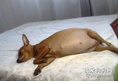 怎樣照顧孕后狗狗？