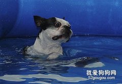 怎樣把狗狗培養成游泳健將