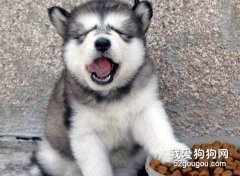 喂養狗狗的四大條件