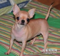 吉娃娃驅蟲很重要