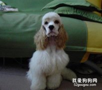 怎樣做好狗狗的愈后護理工作？