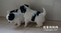 如何喂養幼齡蝴蝶犬？