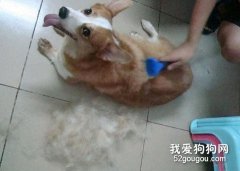 狗狗換毛知識講解