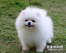 博美犬日常養護