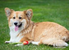 飼養柯基犬的四個注意事項