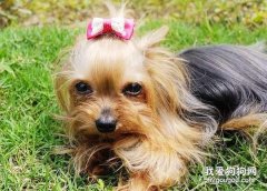約克夏咬東西的習慣怎么改