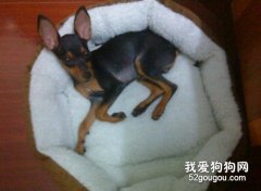 狗狗為什么腿軟？